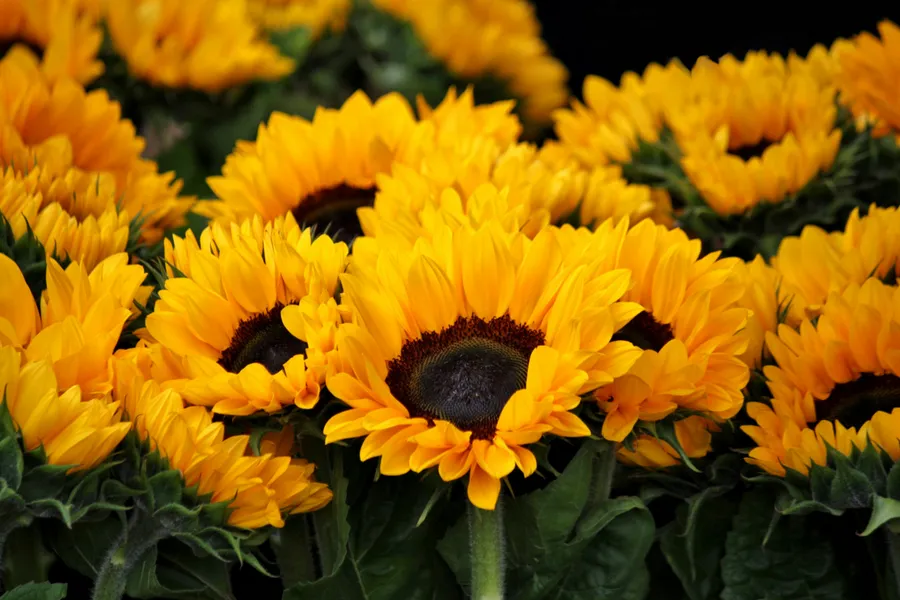 Golden Sunflowers — 100-piece jigsaw puzzle