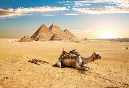 Camel by Pyramids — 500-piece jigsaw puzzle