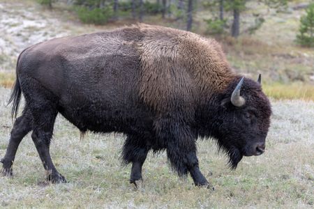 Majestic Bison Grazing — 200-piece jigsaw puzzle