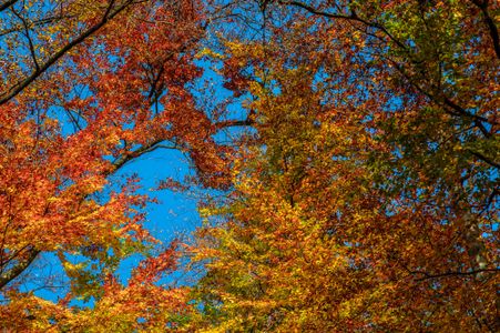 Autumn Kaleidoscope — 64-piece jigsaw puzzle