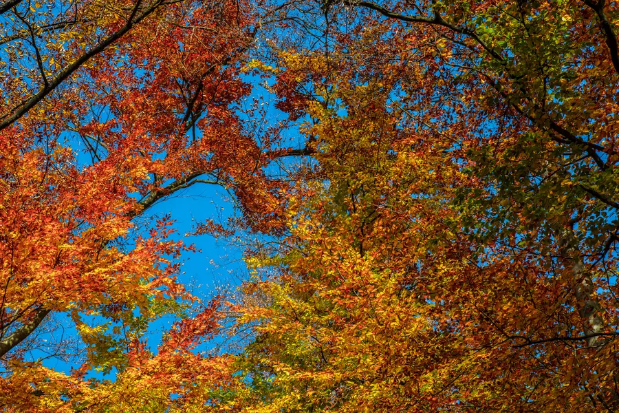 Autumn Kaleidoscope — 64-piece jigsaw puzzle