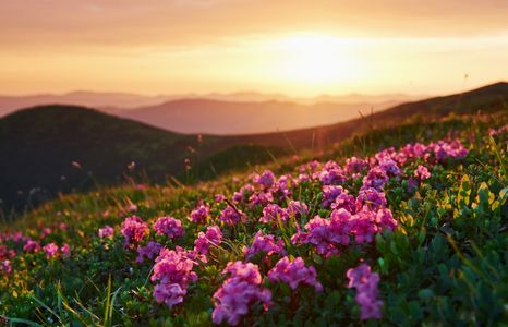 Sunset Floral Symphony — 300-piece jigsaw puzzle