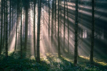 Sunlit Forest Mist — 300-piece jigsaw puzzle