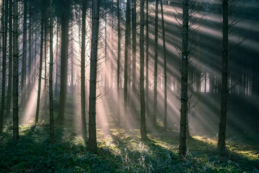 Sunlit Forest Mist — 300-piece jigsaw puzzle