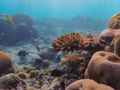 Underwater Coral Garden — 200-piece jigsaw puzzle