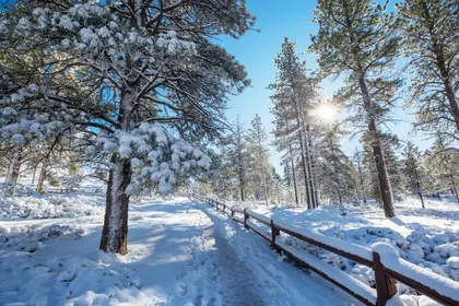 Winter Sunlit Path — 150-piece jigsaw puzzle