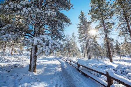 Winter Sunlit Path — 150-piece jigsaw puzzle