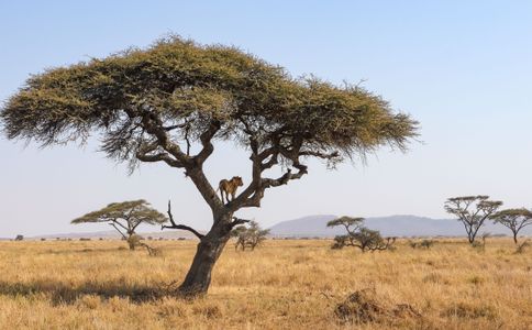 Lion's Serene View — 400-piece jigsaw puzzle