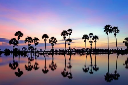 Tranquil Palm Reflections — 300-piece jigsaw puzzle