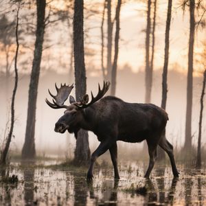 Majestic Moose at Dawn — 200-piece jigsaw puzzle