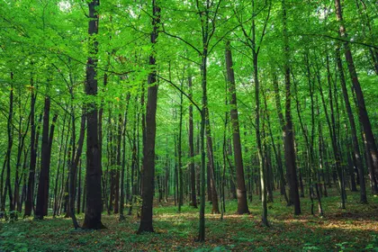 Verdant Forest Bliss — 200-piece jigsaw puzzle