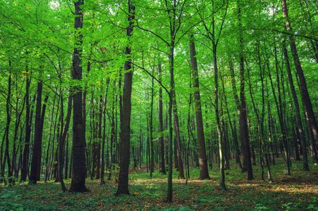 Verdant Forest Bliss — 200-piece jigsaw puzzle