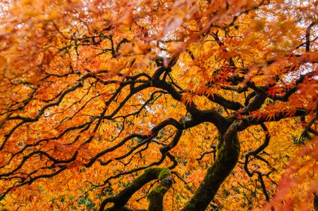 Golden Autumn Canopy — 100-piece jigsaw puzzle