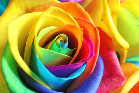 Rainbow Rose Bloom — 300-piece jigsaw puzzle