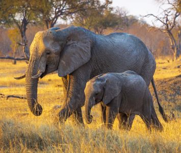 Gentle Giants Strolling — 200-piece jigsaw puzzle