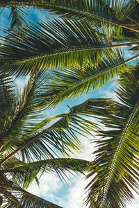 Tropical Palm Canopy — 100-piece jigsaw puzzle