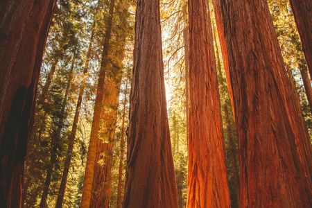 Majestic Redwood Forest — 100-piece jigsaw puzzle