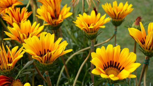 Vibrant Gazania Blooms — 500-piece jigsaw puzzle