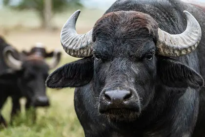 Majestic Wild Buffalo — 400-piece jigsaw puzzle