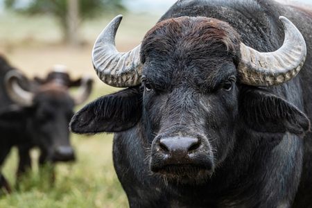 Majestic Wild Buffalo — 400-piece jigsaw puzzle