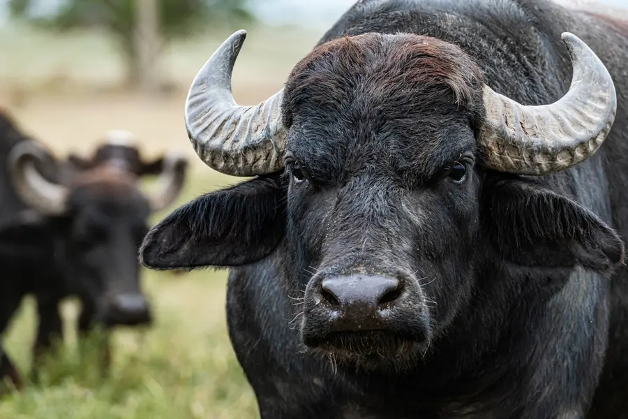 Majestic Wild Buffalo — 400-piece jigsaw puzzle