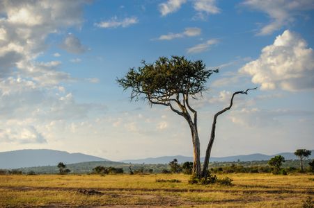 Lone Tree on Savannah — 200-piece jigsaw puzzle