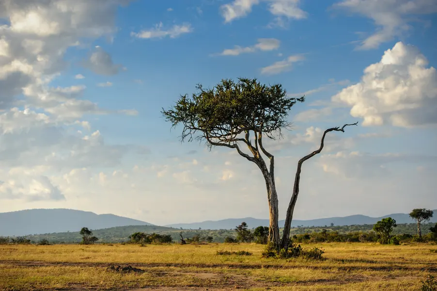 Lone Tree on Savannah — 200-piece jigsaw puzzle