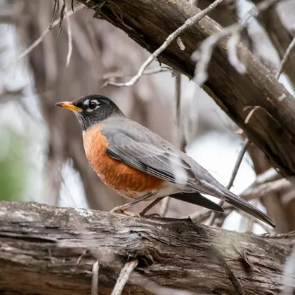 Robin on a Branch — 400-piece jigsaw puzzle