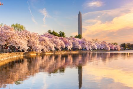 Cherry Blossoms by Monument — 200-piece jigsaw puzzle