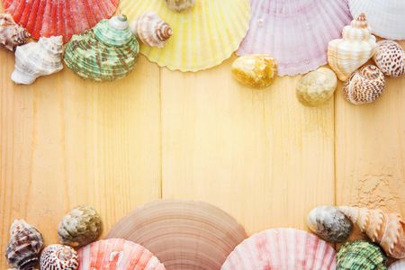 Seashell Border — 200-piece jigsaw puzzle