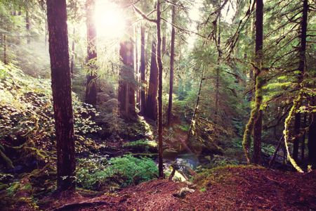 Sunlit Forest Sanctuary — 200-piece jigsaw puzzle