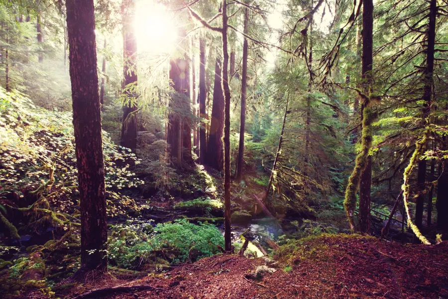 Sunlit Forest Sanctuary — 200-piece jigsaw puzzle