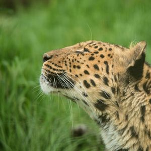 Gaze of the Leopard — 150-piece jigsaw puzzle