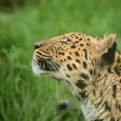 Gaze of the Leopard — 150-piece jigsaw puzzle
