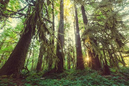 Sunlit Forest Serenity — 500-piece jigsaw puzzle