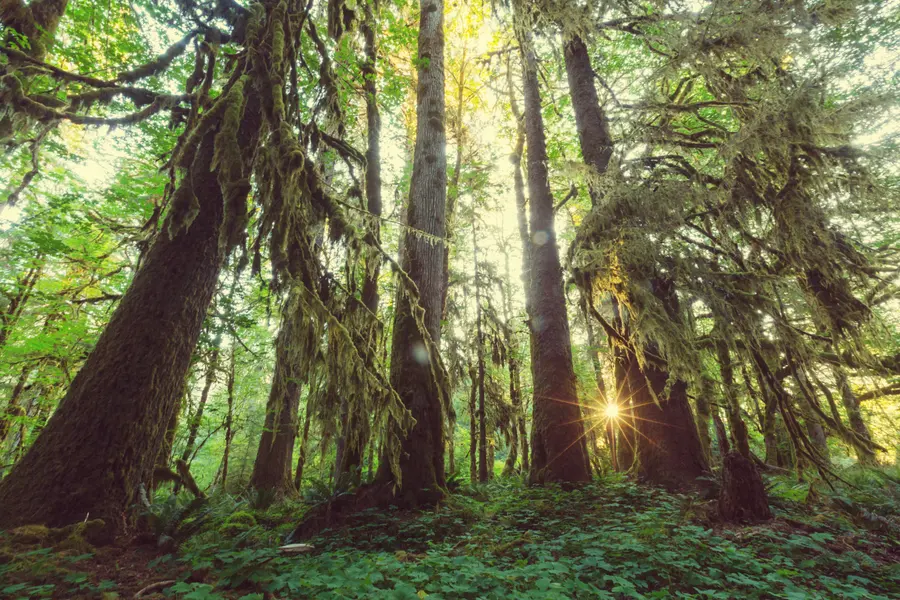 Sunlit Forest Serenity — 500-piece jigsaw puzzle