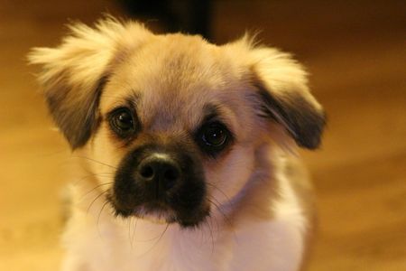 Puppy Gazing Calmly — 150-piece jigsaw puzzle