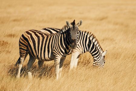 Zebras in Golden Field — 500-piece jigsaw puzzle