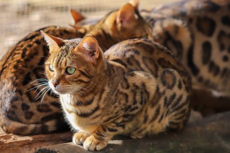 Elegant Spotted Cats — 200-piece jigsaw puzzle