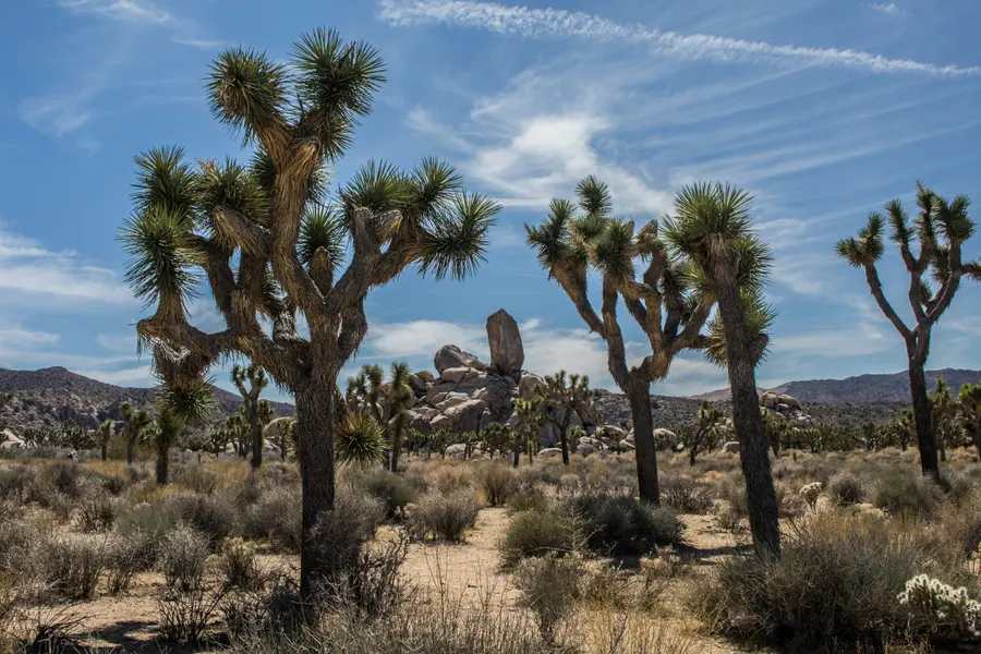 Majestic Desert Landscape — 500-piece jigsaw puzzle