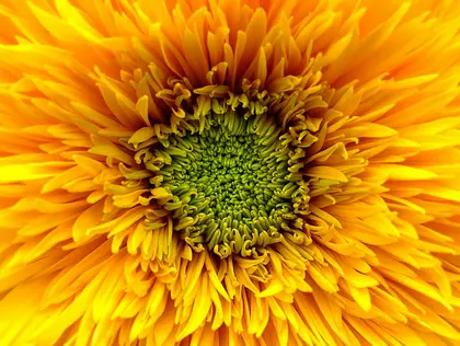 Sunflower's Heart — 500-piece jigsaw puzzle