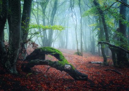 Misty Forest Stillness — 100-piece jigsaw puzzle