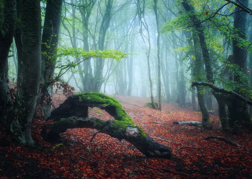Misty Forest Stillness — 100-piece jigsaw puzzle