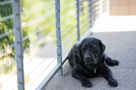 Relaxing Black Labrador — 400-piece jigsaw puzzle