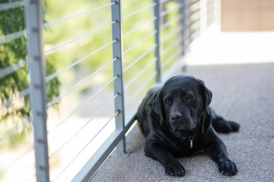 Relaxing Black Labrador — 400-piece jigsaw puzzle