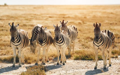 Zebras in Sunlit Plain — 64-piece jigsaw puzzle