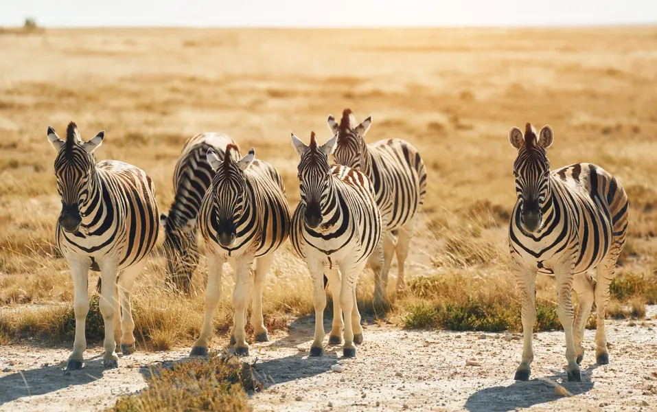 Zebras in Sunlit Plain — 64-piece jigsaw puzzle