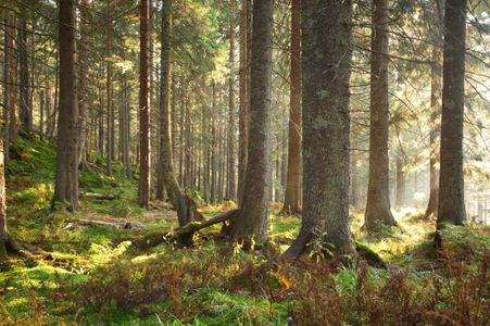 Sunlit Forest Path — 300-piece jigsaw puzzle