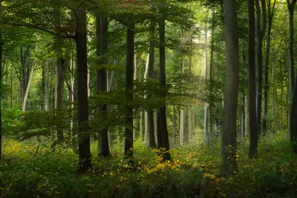 Sunlit Forest Serenity — 300-piece jigsaw puzzle