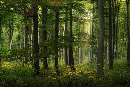 Sunlit Forest Serenity — 300-piece jigsaw puzzle